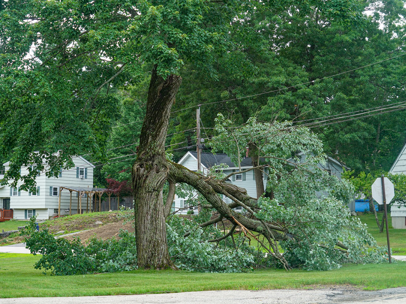 fallen tree due to storm damage in neighborhood