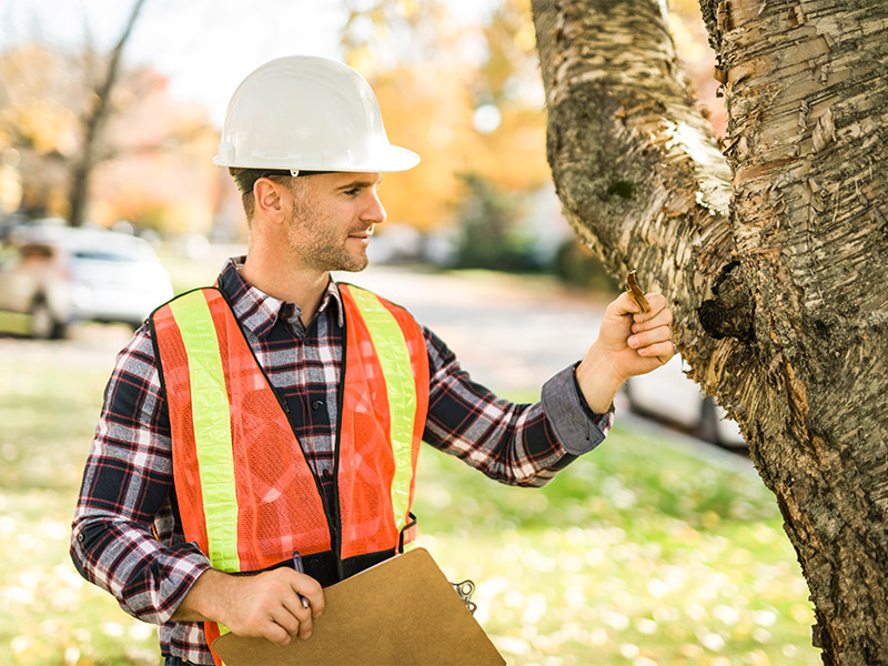 man inspecting health of tree