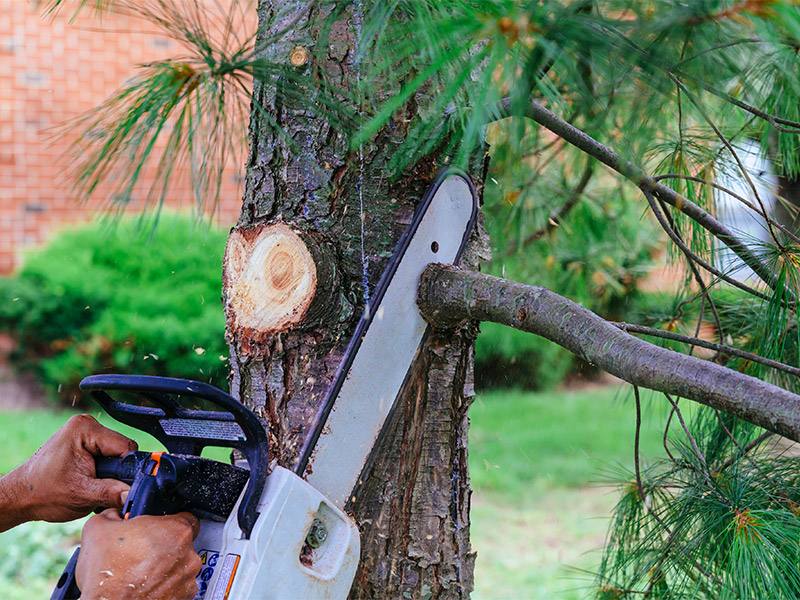close up of chainsaw cutting down tree branch