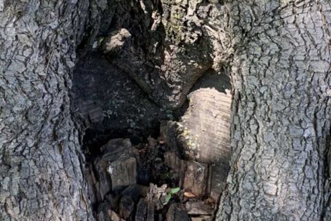 A hollow tree trunk