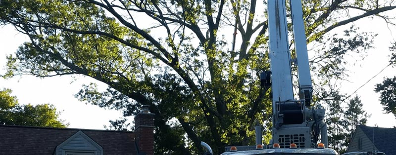 Bucket truck helping a worker to cut tree branches