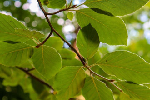 Green Tree leaves
