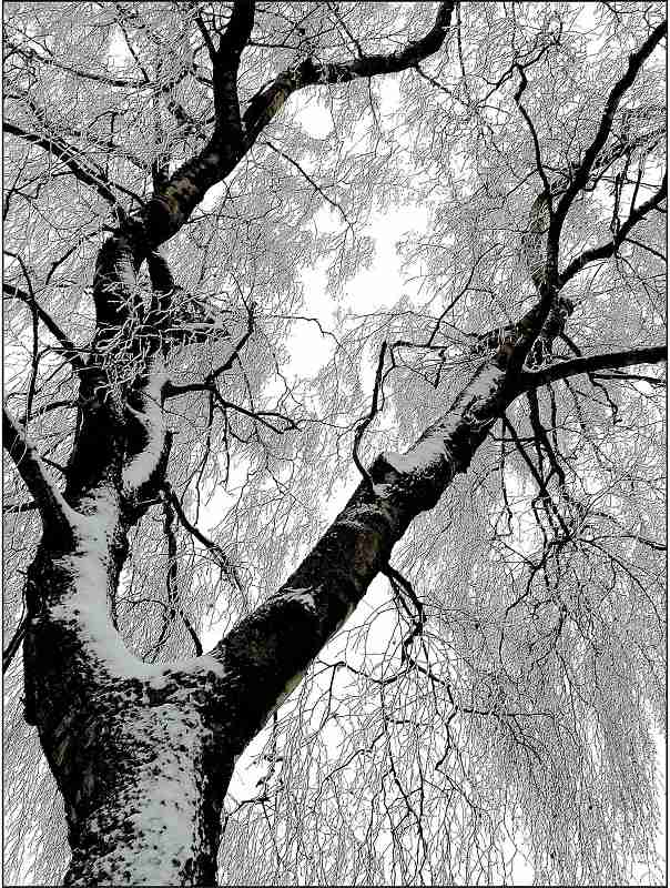 Snow on a dried tree