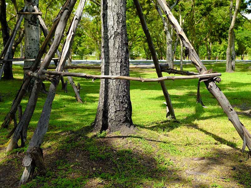 tree bracing