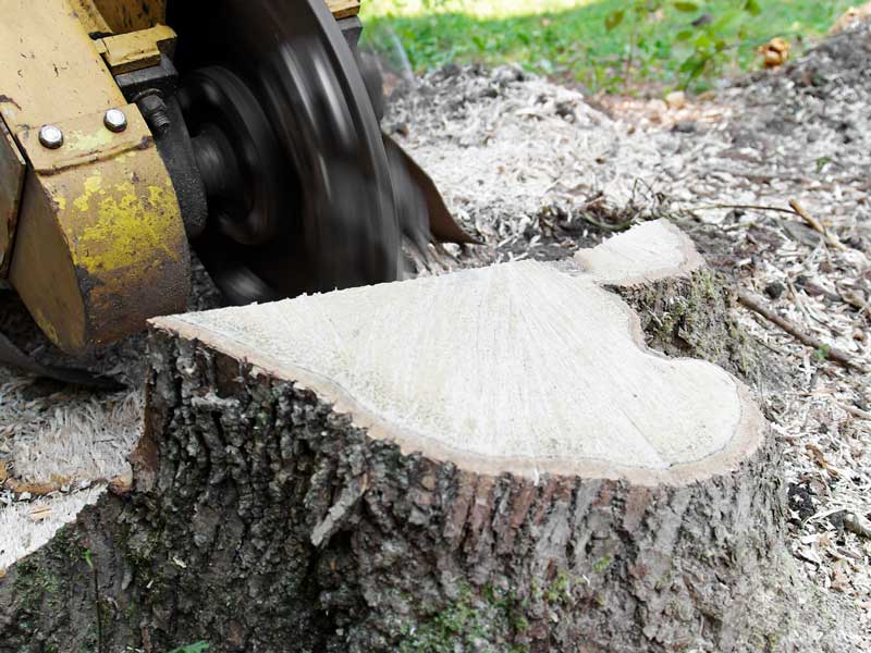 stump grinder grinding a stump