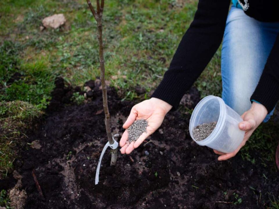 Arborist performing tree fertilization and soil management in Northern MD and Southeastern PA