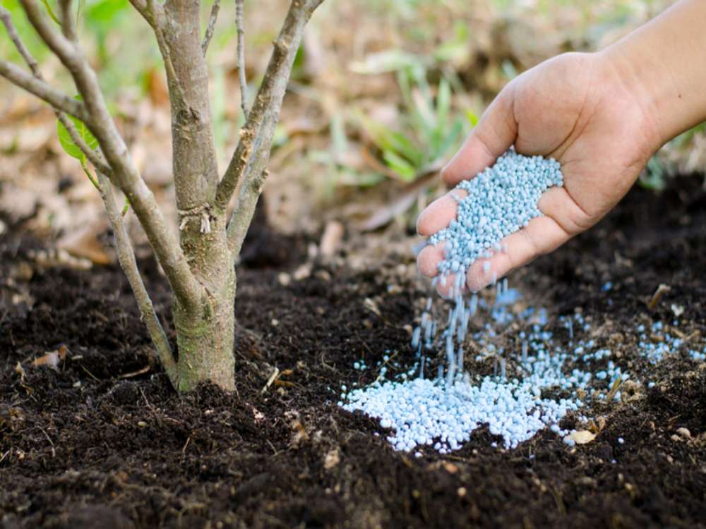 Plant health care services supporting healthy trees in DE, MD, and PA