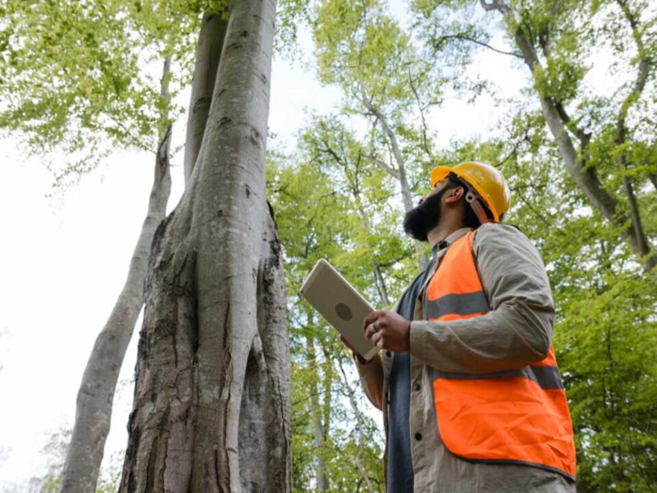 Certified arborist conducting tree inspection and risk assessment in Northern MD and Southeastern