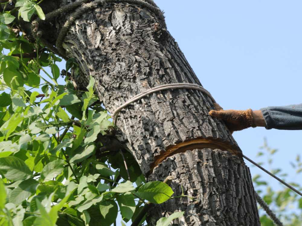 Tree assessment showing save or removal decision in DE, MD, and PA